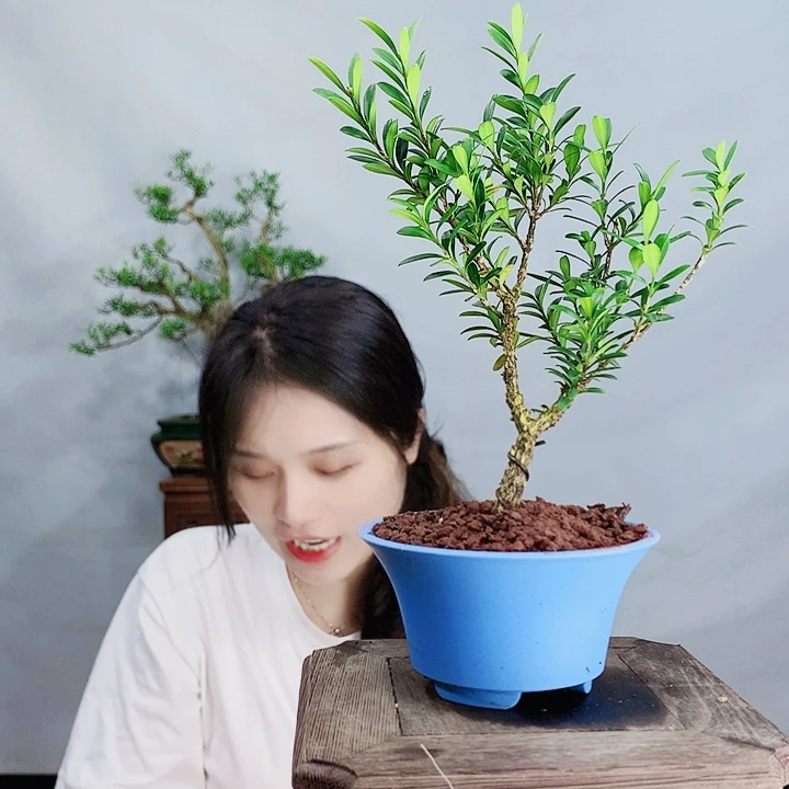 无花朵用****5皱皮雀舌黄杨盆景