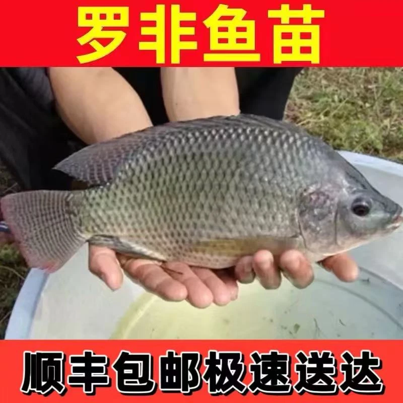 特大种罗非鱼鱼苗生长迅速淡水养殖鱼苗包邮包活送货上门