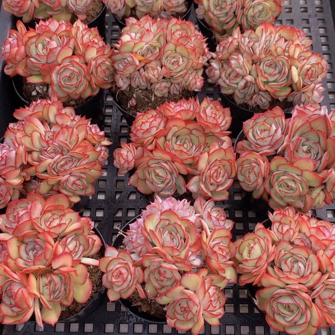 量拍52号 精品牡丹亭多头一个