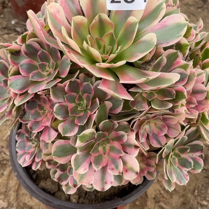 无花朵264对肉植物粉女郎