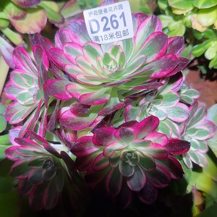 多肉法师云菏朵朵