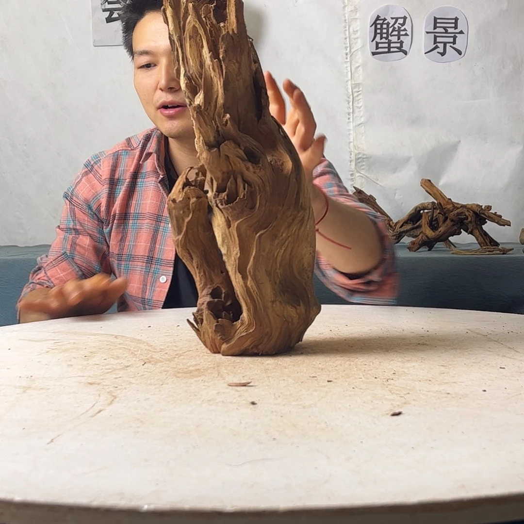 沉木造景爬宠造景