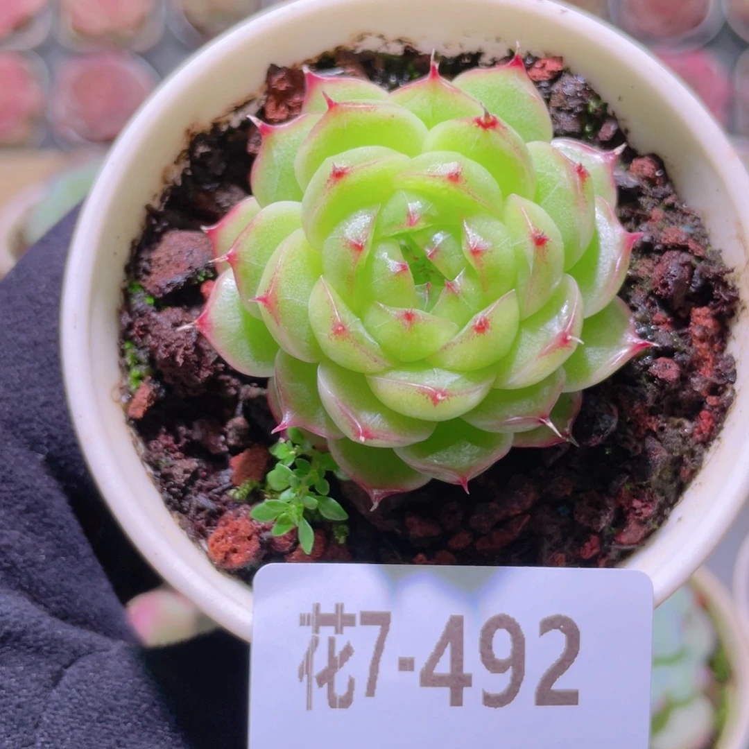 花利美7-492麦秆单头