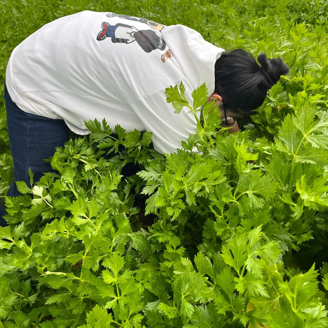 【推荐】农家自种新鲜中颗芹菜产地直发新鲜可口现挖现发新鲜蔬菜