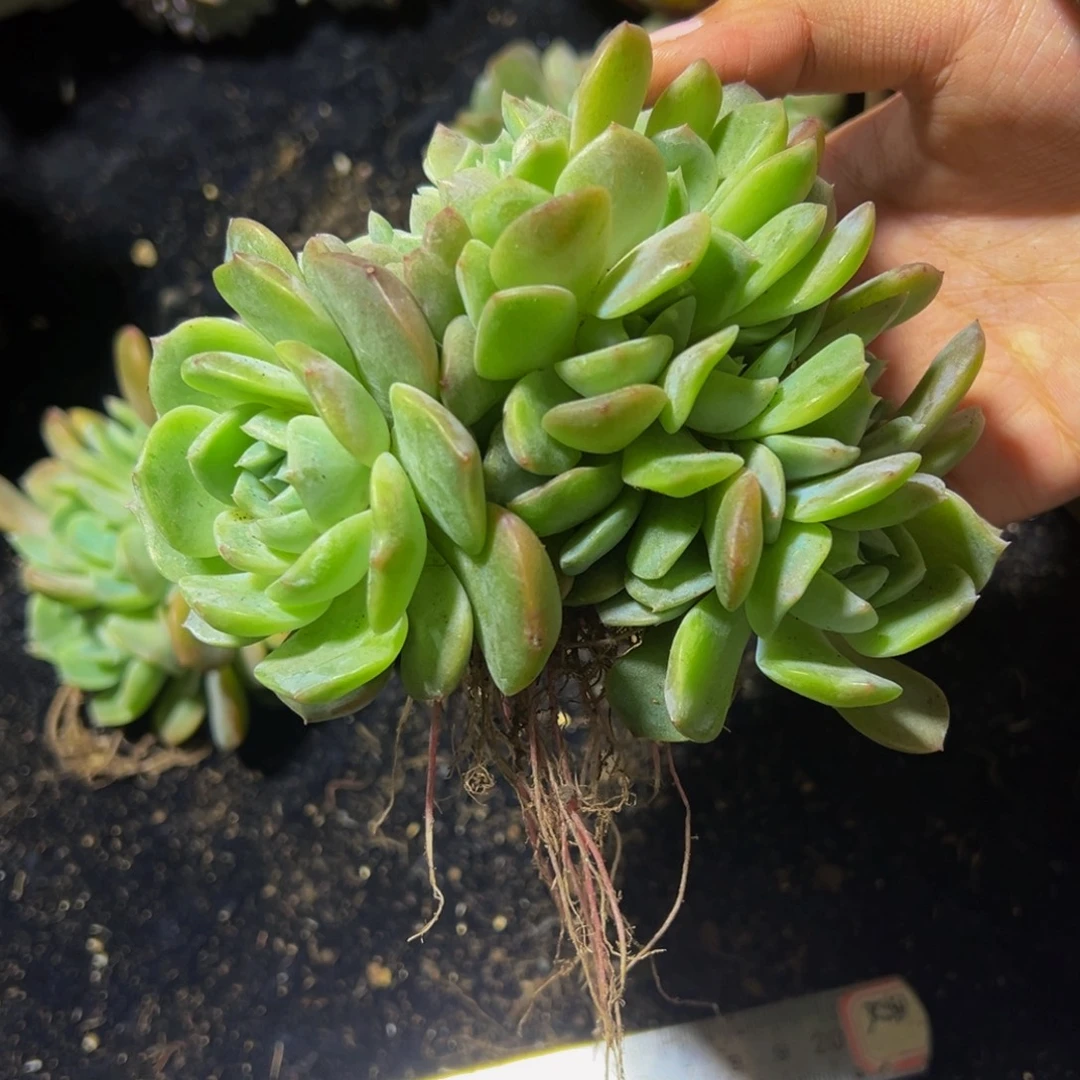 风***絮纯爱缀化天天开心总价350