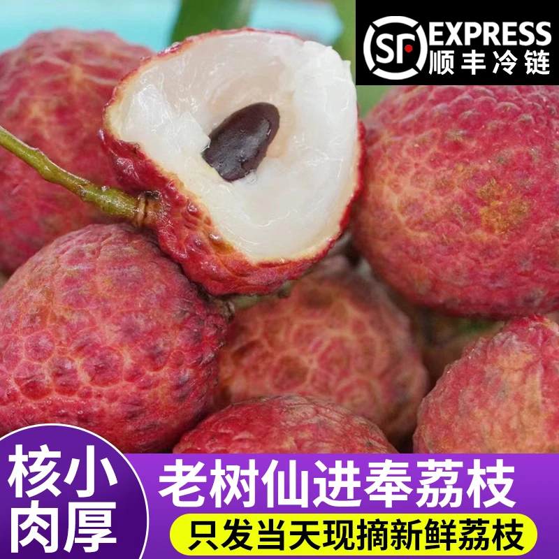 老树仙进奉荔枝【顺丰空运】爆甜核小肉厚当天现摘现发高端新鲜荔枝
