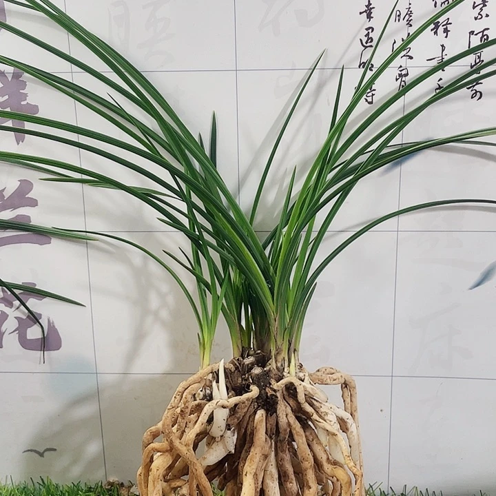 当前无花栽培后可以开花乐*