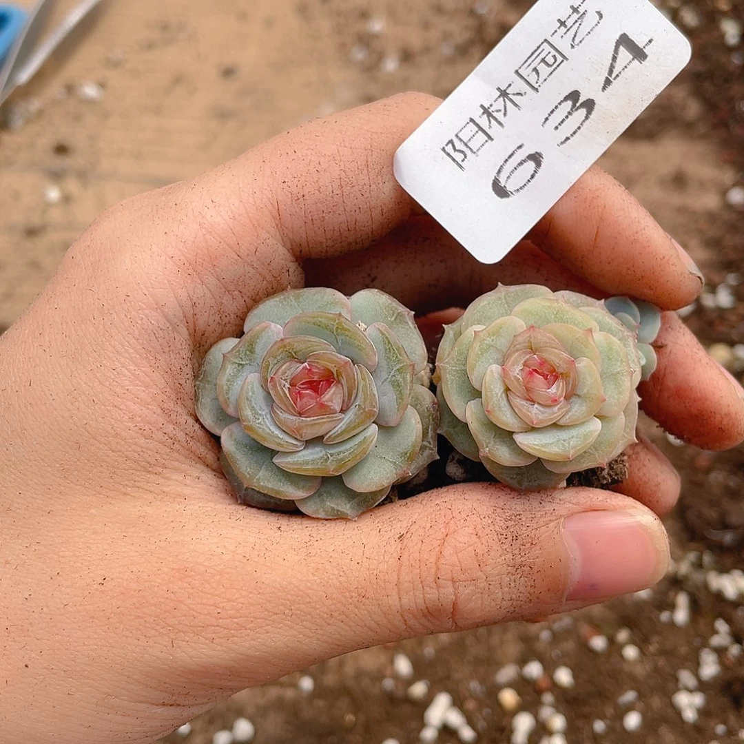 多肉植物多肉植物634
