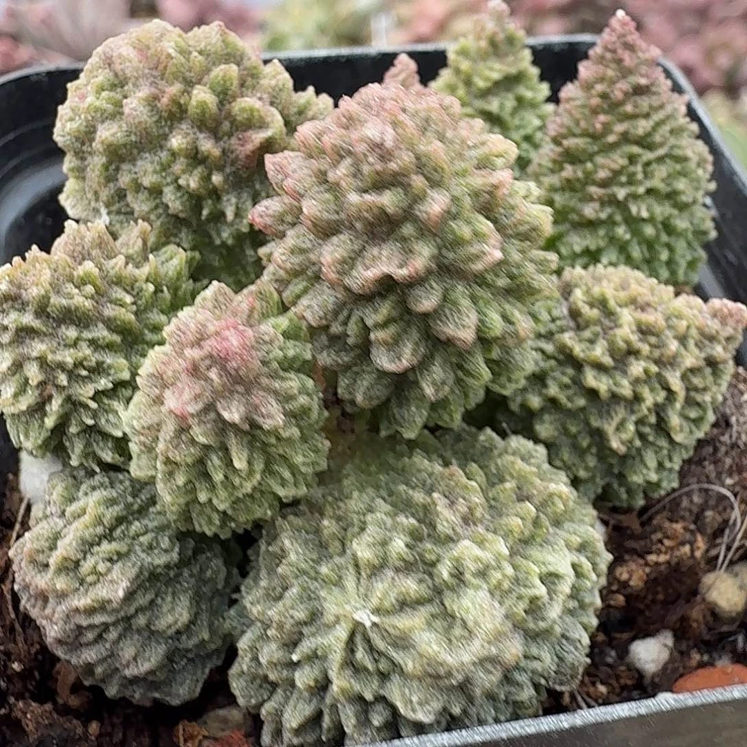 朱紫玉