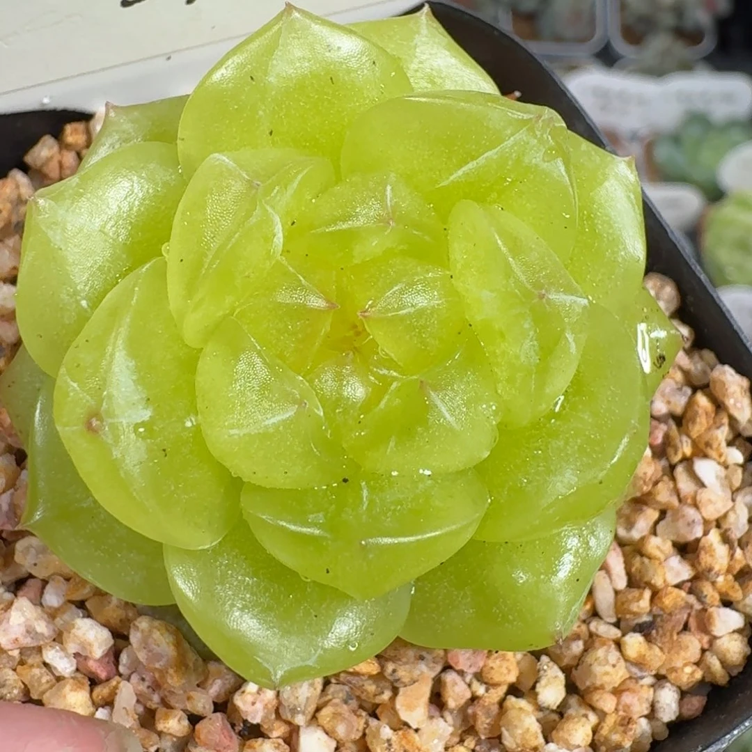 0925-094-3013柠檬
