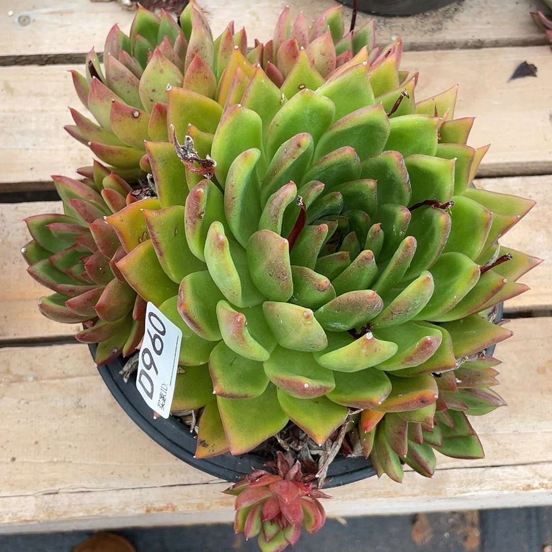 若如东云组拍D960