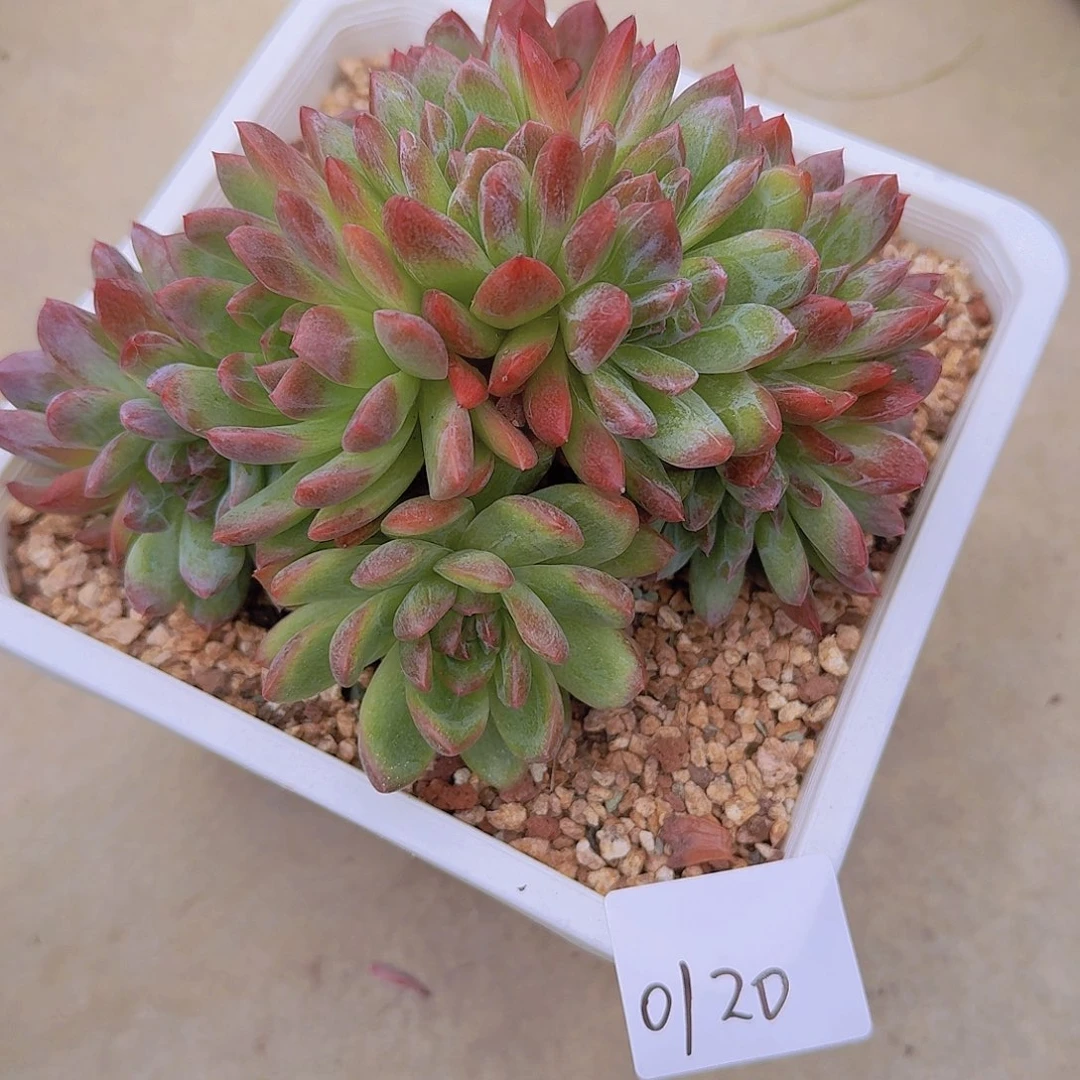 来***张0120杂交朵朵缀多肉植物