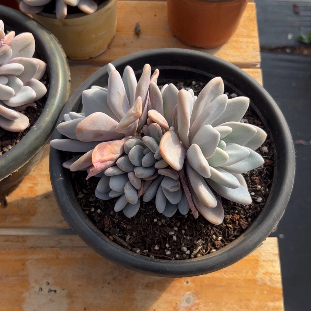 多肉大群粉兔【非偏远地区满18包邮】