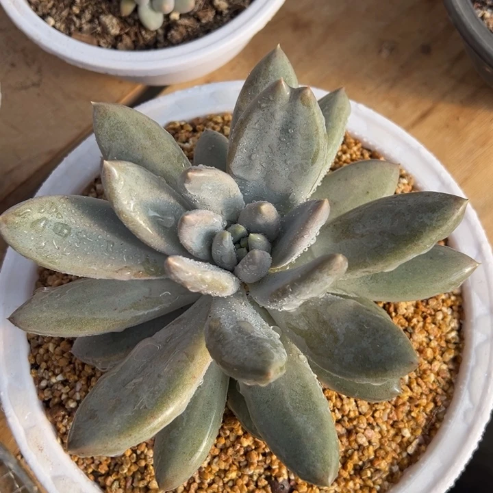 超胖体 哥特萝莉