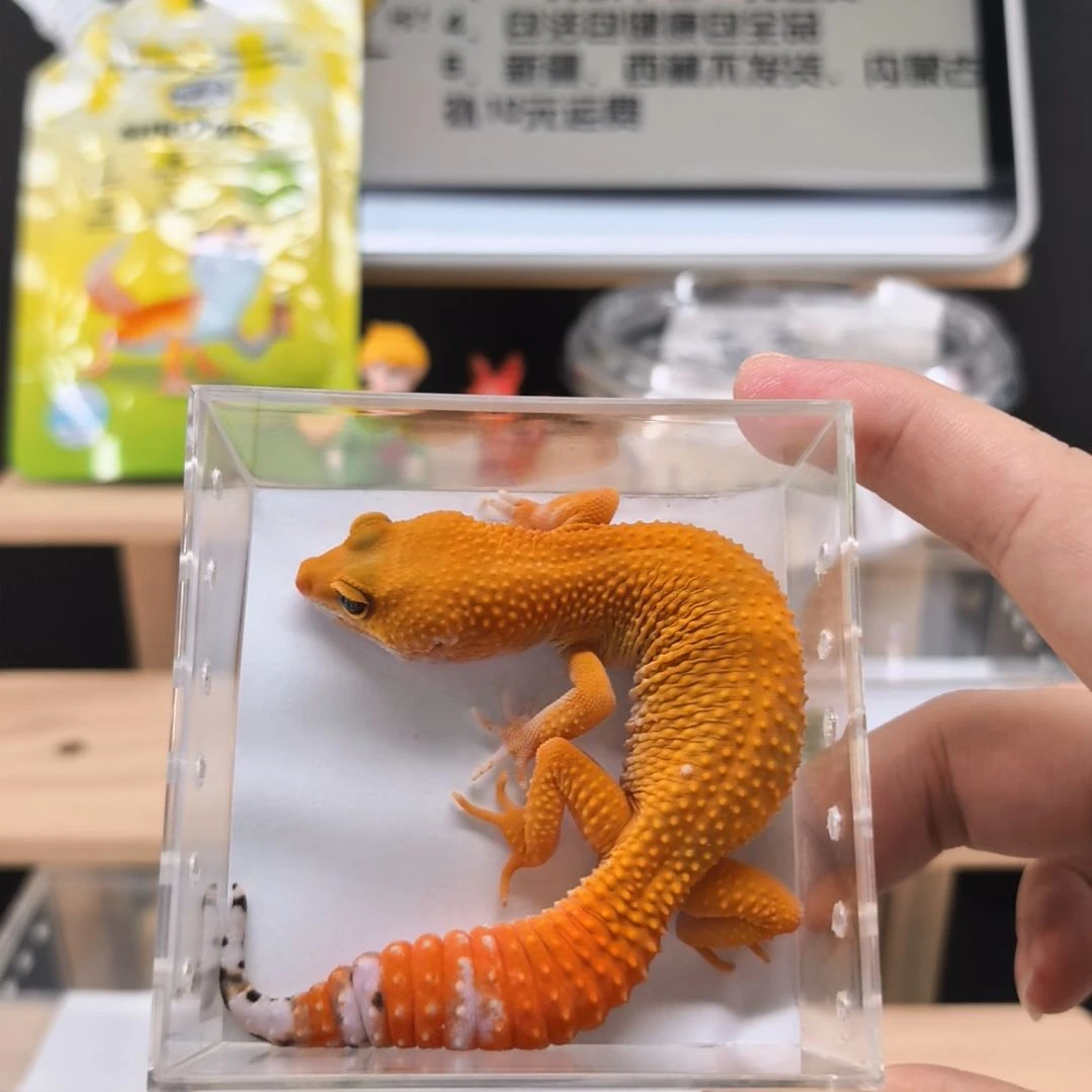 豹纹守宫蜜橘小亚成母7.25出壳体重25克