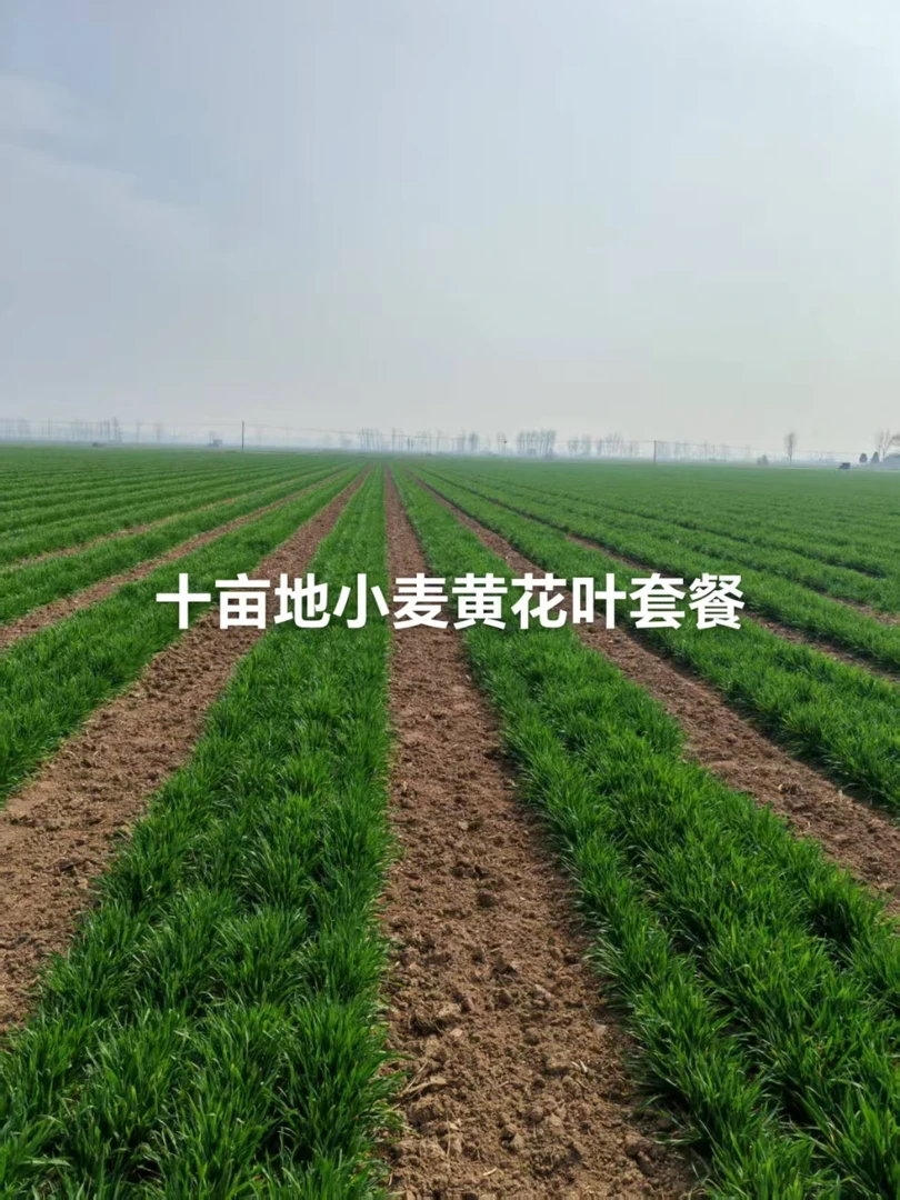 十亩地小麦黄花叶套餐含500克洪喜水溶叶面肥