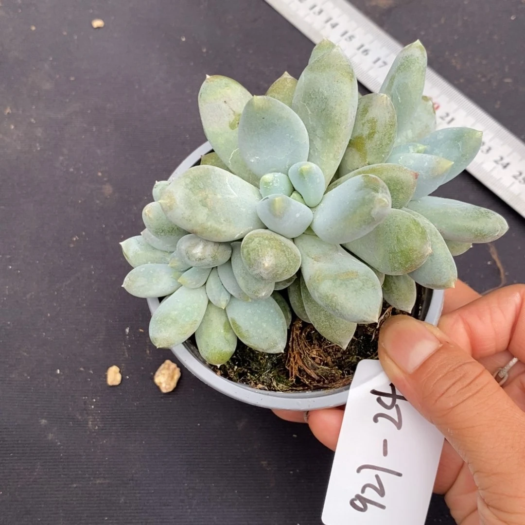 夏悦多肉927-24哥特