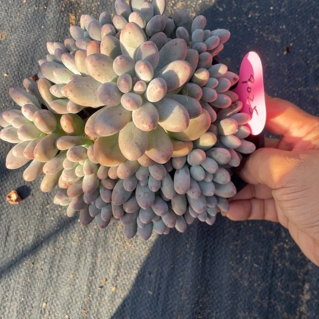 汤圆群生16头无砍无摘9025