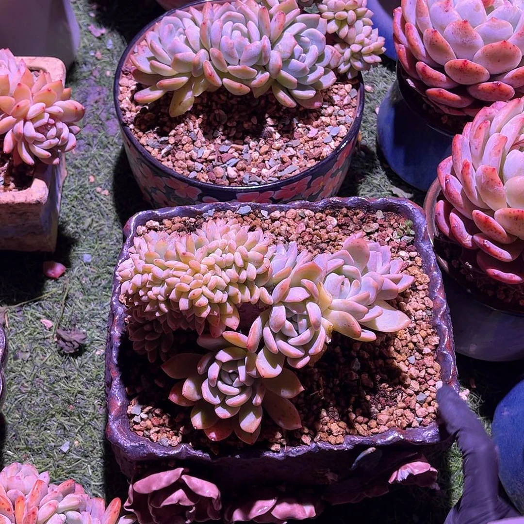 巨****装橙梦露缀化一颗