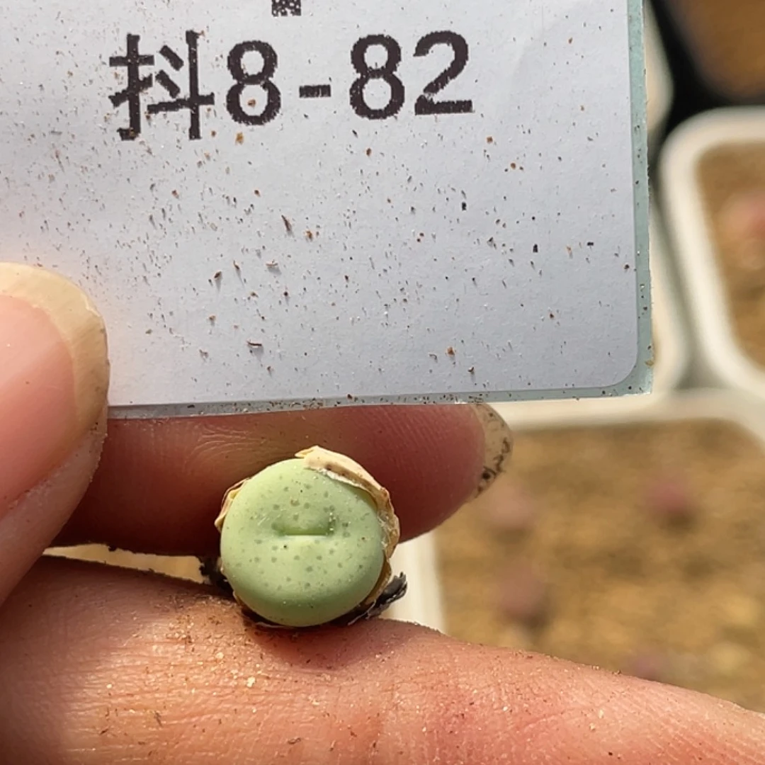 8-82奶油嘴多肉植物