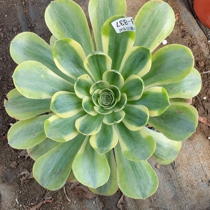 837香白多肉123446789