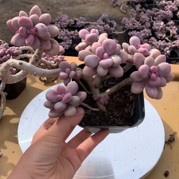 @*@桃蛋老桩不带盆23号