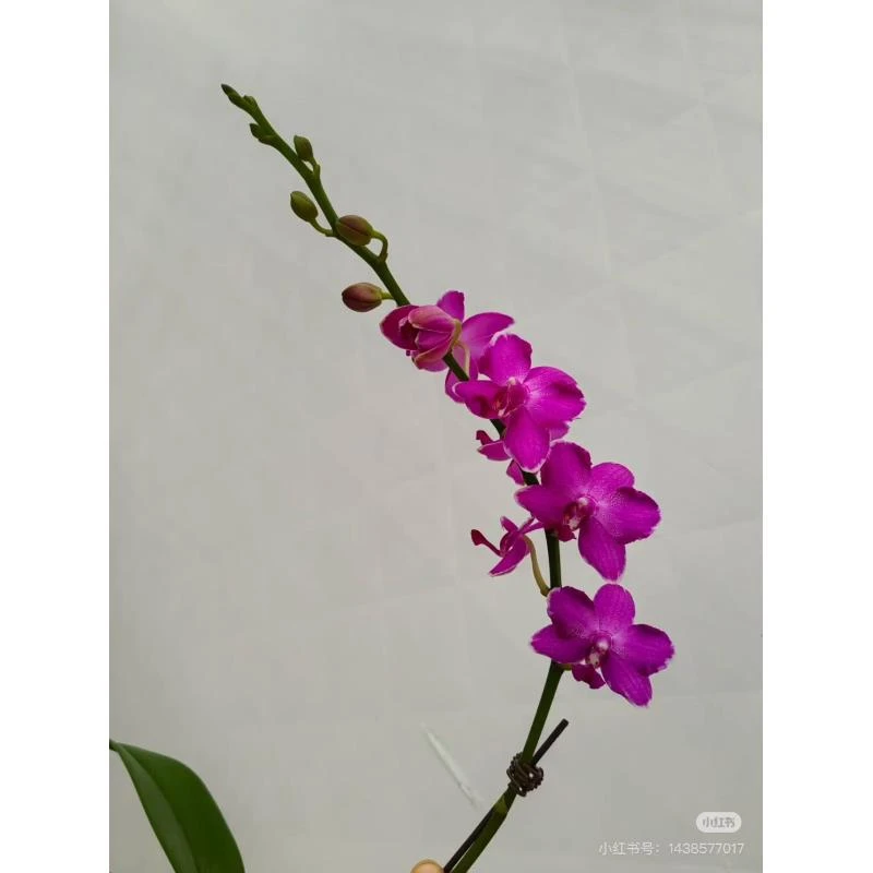 蜡质花 名贵品种 浓香【红水晶】蝴蝶兰 带花剑 2.8寸杯