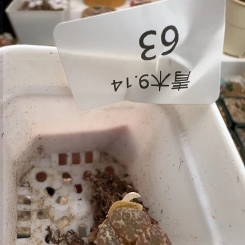 63 好看的肉肉冲冲冲冲。
