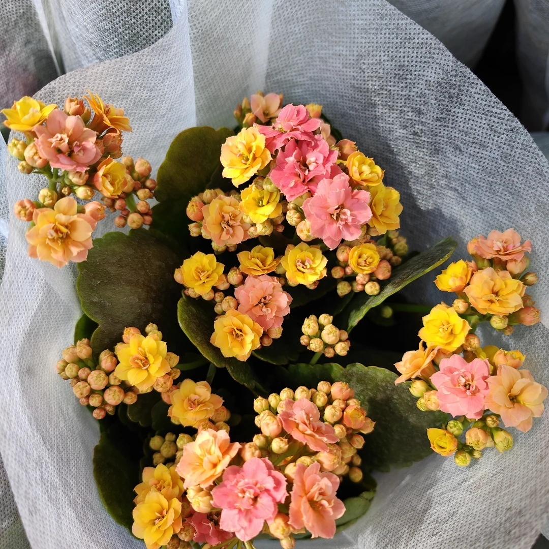 变色龙长寿花130盆重瓣大盆室内盆栽懒人花卉易养植物