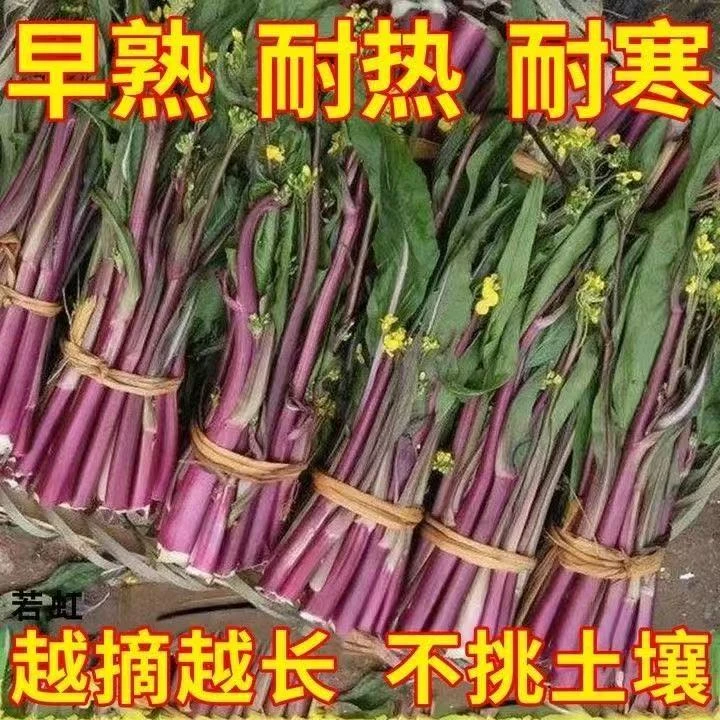 红菜苔苗秧苗红菜苔大苗四九菜心苗阳台蔬菜苗菜苔秧苗带土苗幼苗