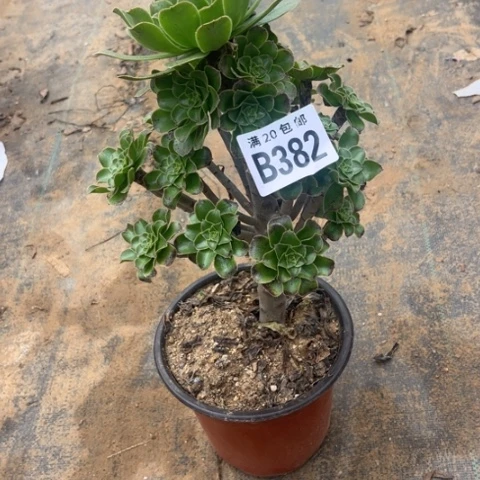 382绿豆不包断枝