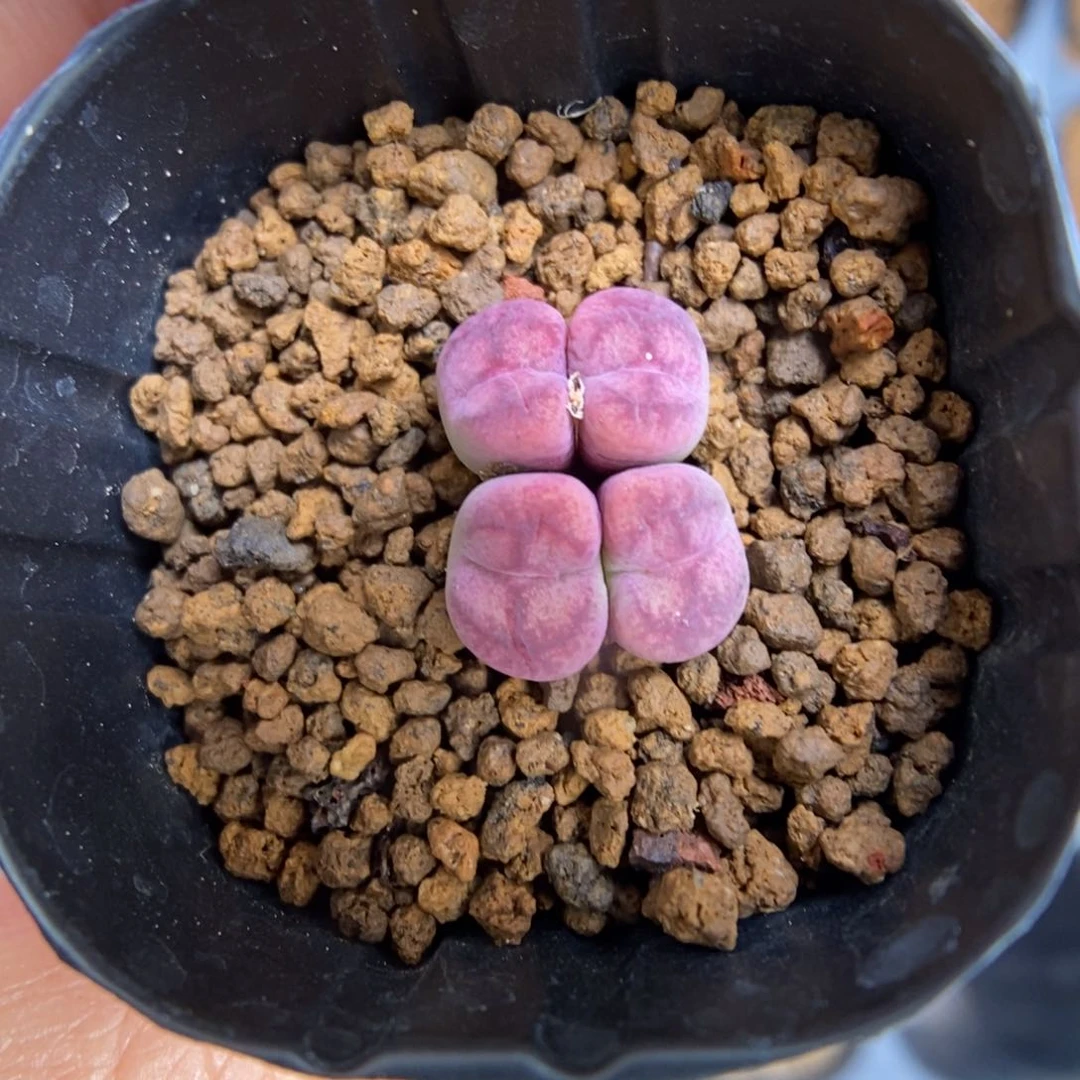 多肉植物肉锥杂交K-307