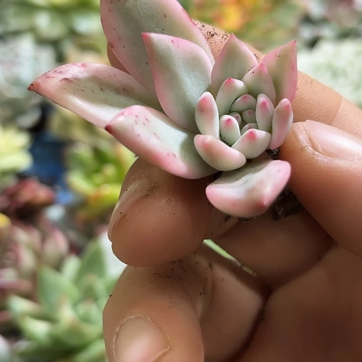 269爱丽儿腹轮锦炸多肉植物