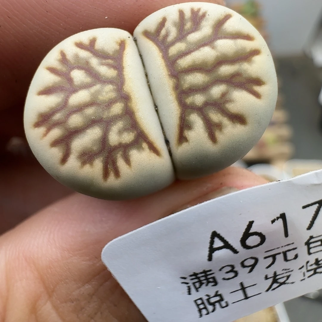 617多肉哈哈哈哈哈哈哈哈