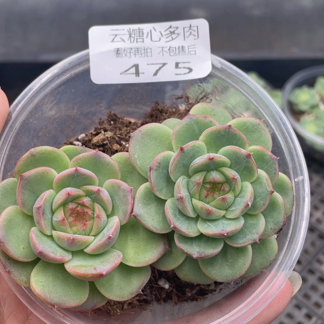 云糖心多肉植物475