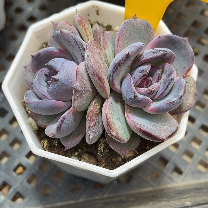 多肉植物黑橙619多肉