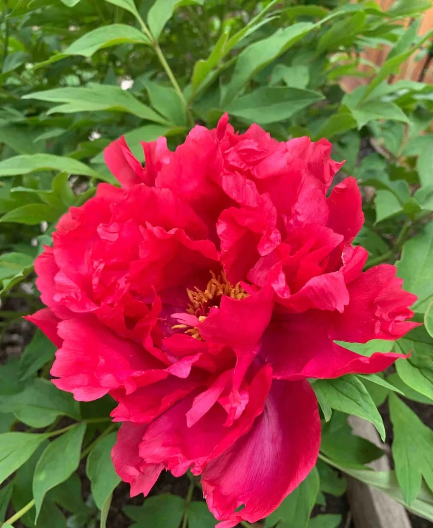 【芳纪】红色系牡丹苗(先发花肥秋季发花苗）