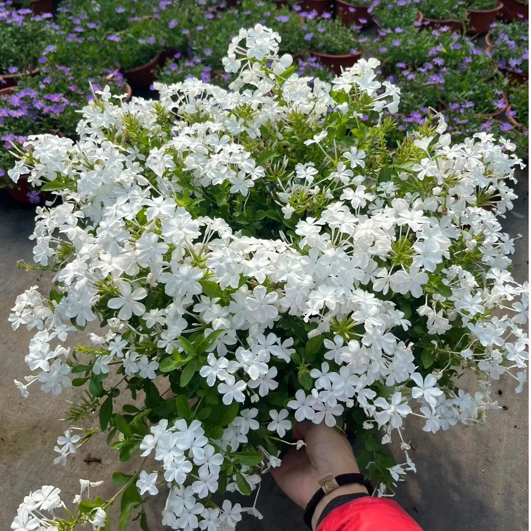 白雪花盆栽大苗蓝雪花红雪花阳台庭院地栽四季开花植物