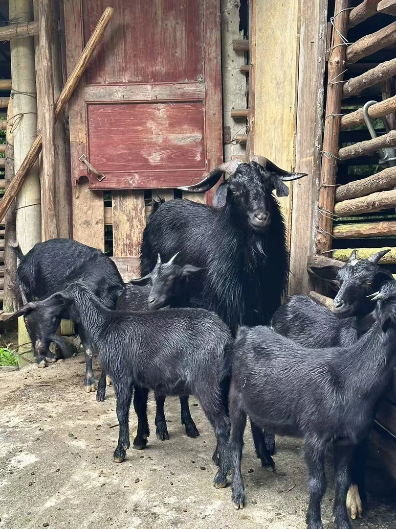 广宁黑山羊肉    （尝鲜价）混搭三斤装