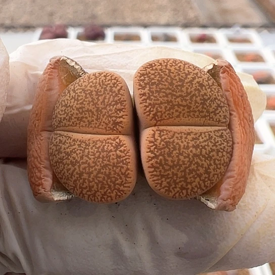 2399.真理玉双头优选