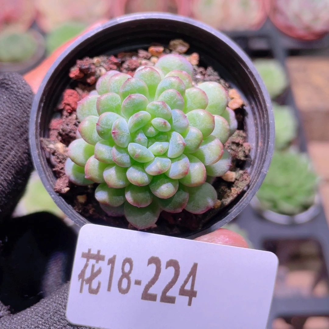 花利美18-224新品珍妮