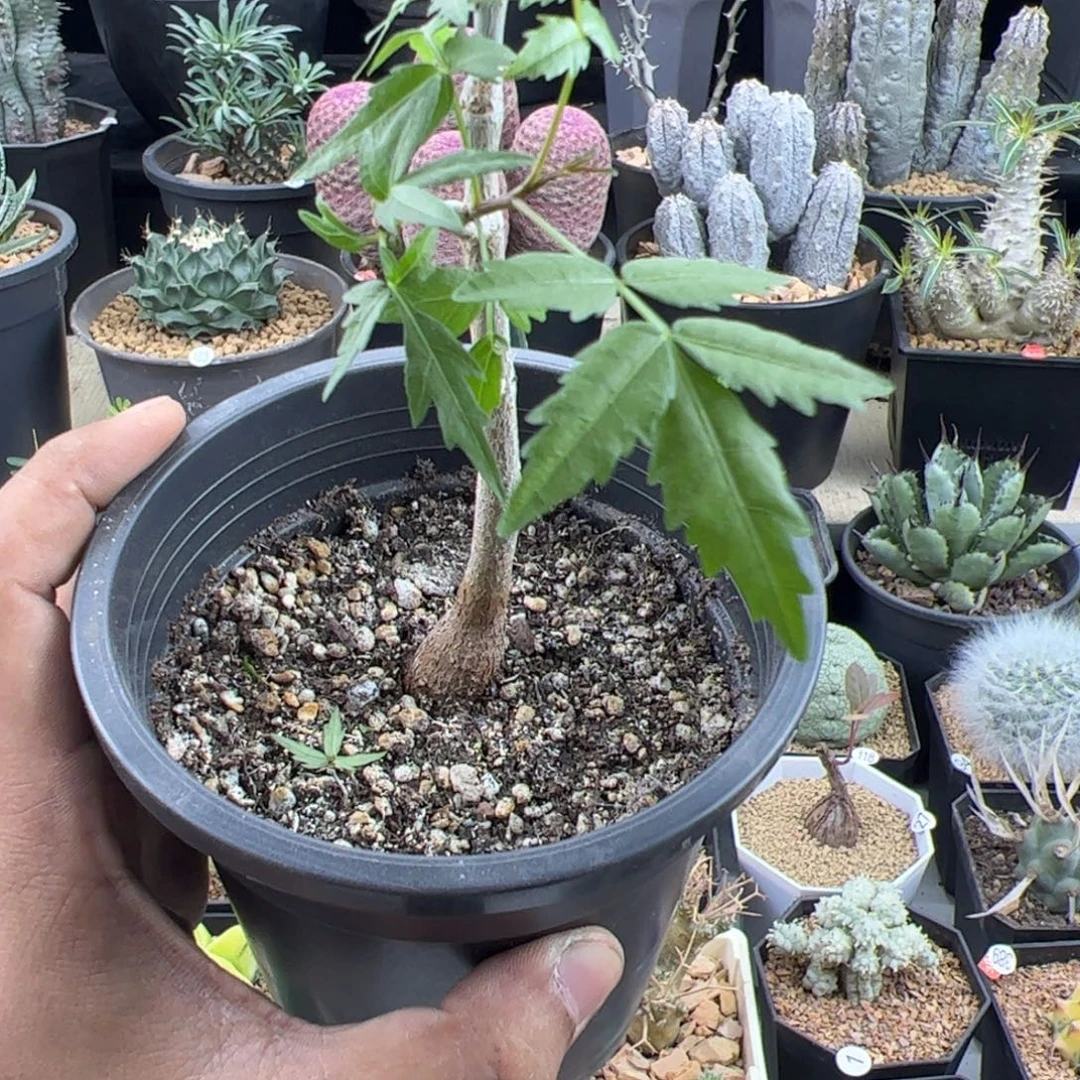 狭叶裂榄实生一物一拍带盆发
