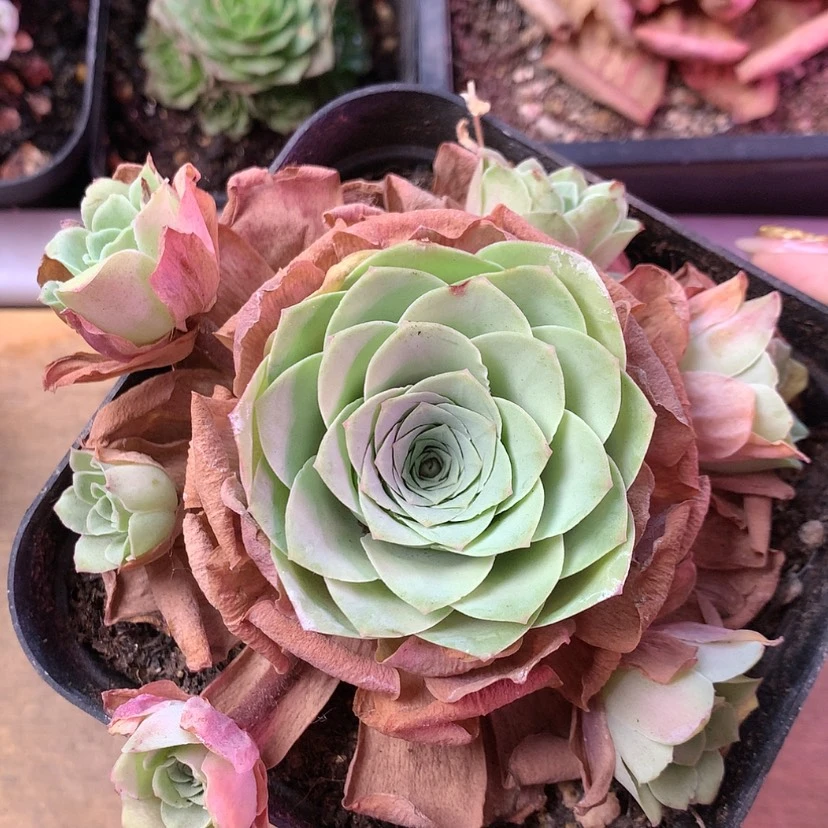 【闪购商品】福利392