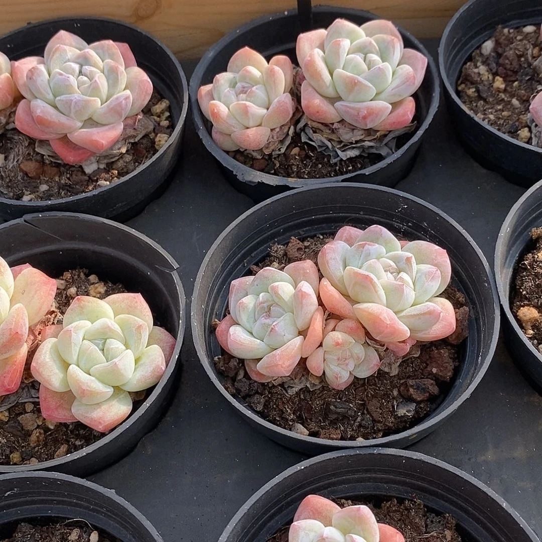 05冰玉双头，多肉植物