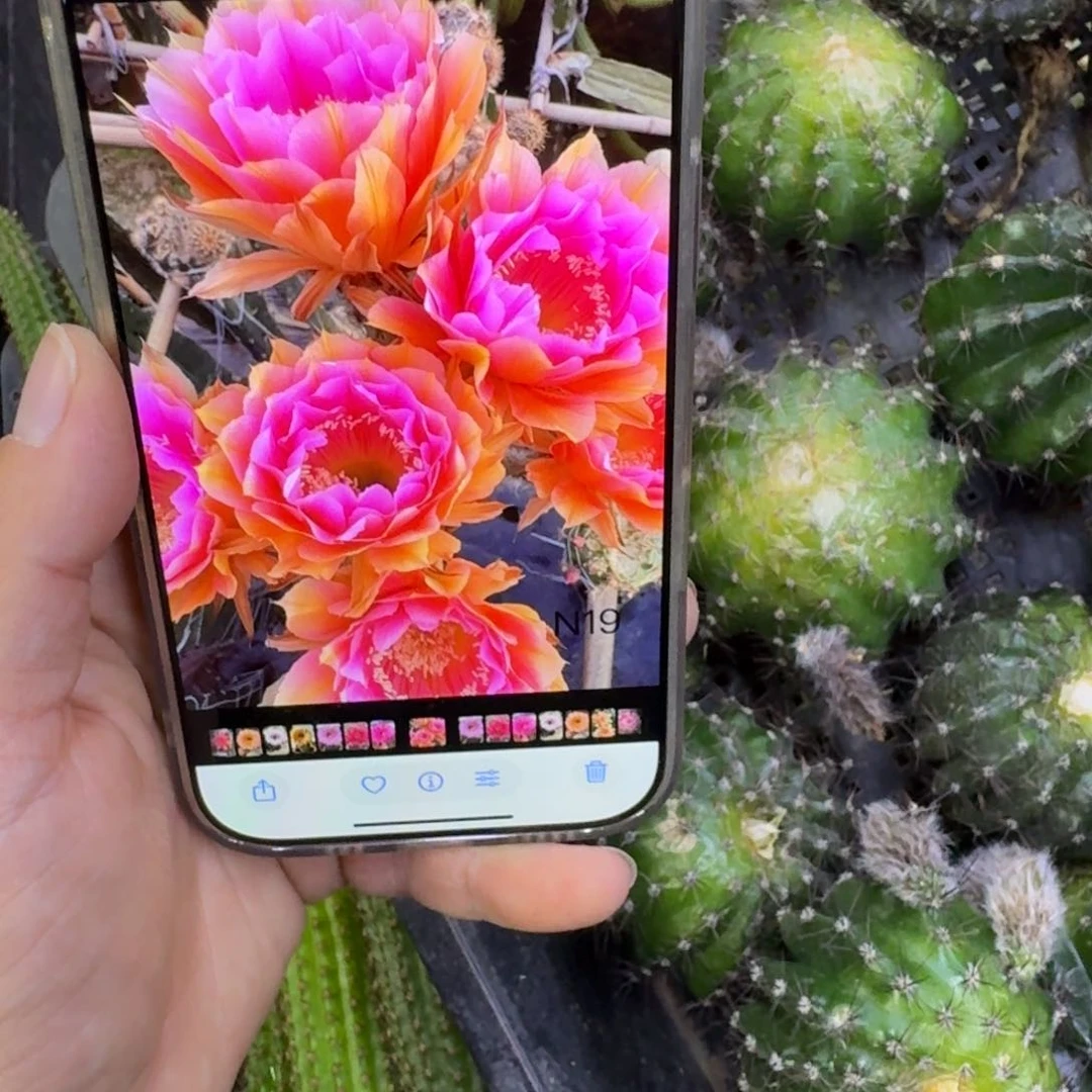 314彩草雅典娜歪无根侧牙4公分左右