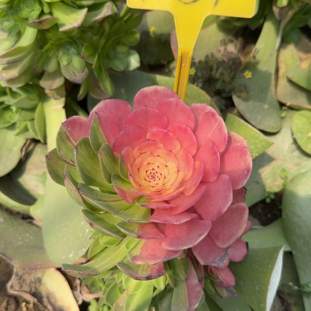 1-39--多头多肉植物