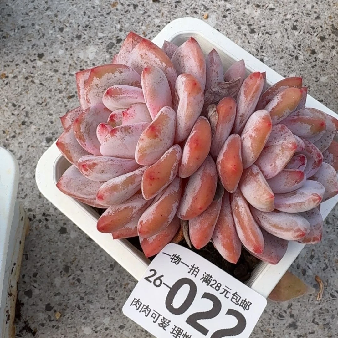 橙梦露无盆土发货