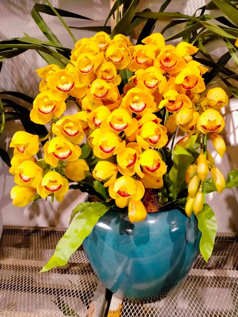 拱兰专属 高档兰花【一物一拍】  (仅支持直播间下单)