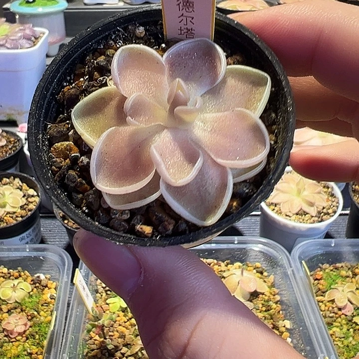 。***无花朵捕虫堇脱土发德尔塔88098