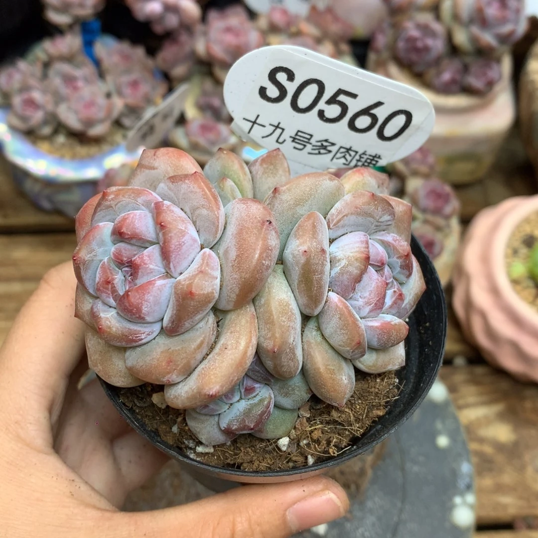 S0560 突尼斯 背景同款福利